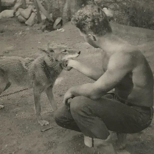 An old black-and-white photo of a young man crouching to pet a coyote.